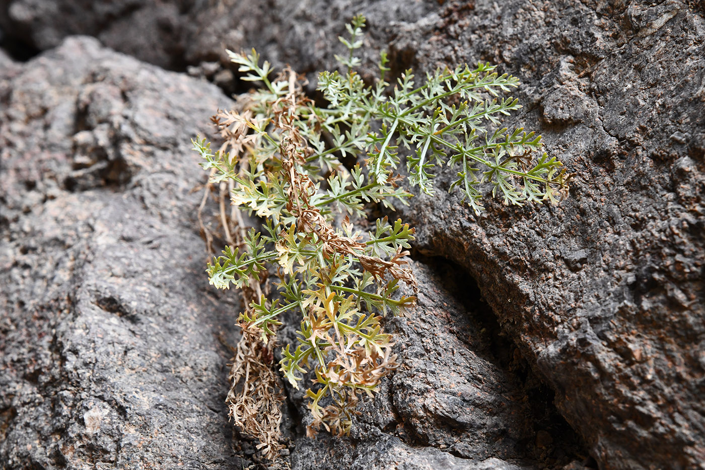 Image of familia Apiaceae specimen.