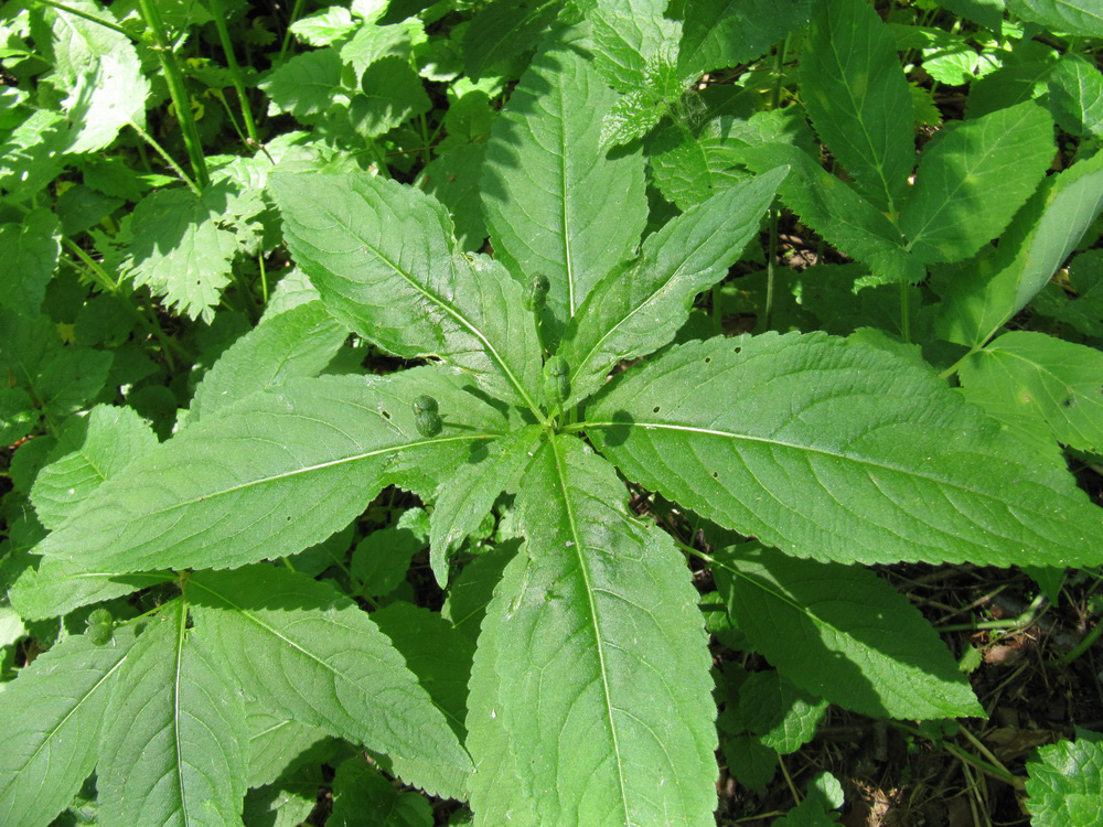 Изображение особи Mercurialis perennis.