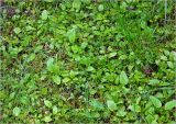 Prunella vulgaris. Заросли молодых и цветущих растений. Московская обл., Раменский р-н, окр. дер. Хрипань, садовый участок. 28.06.2023.