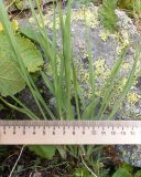 Tragopogon reticulatus. Листья. Карачаево-Черкесия, Урупский р-н, хр. Загедан, склон горы Загедан Скала, ≈ 2500 м н.у.м., альпийский луг, скалы. 10.08.2023.