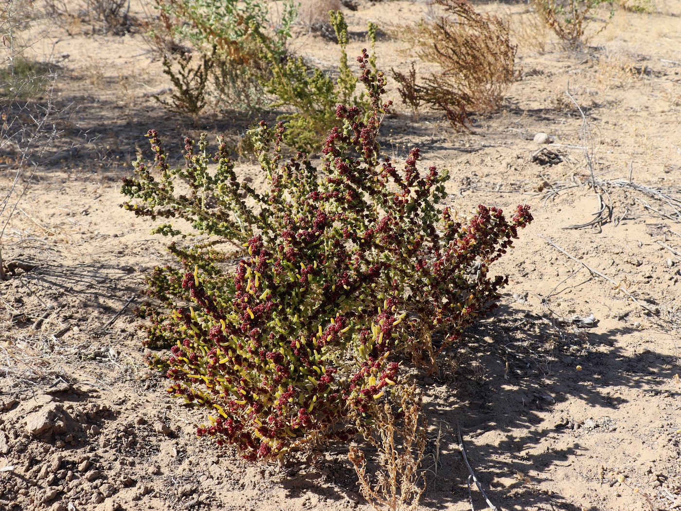 Image of Suaeda arcuata specimen.