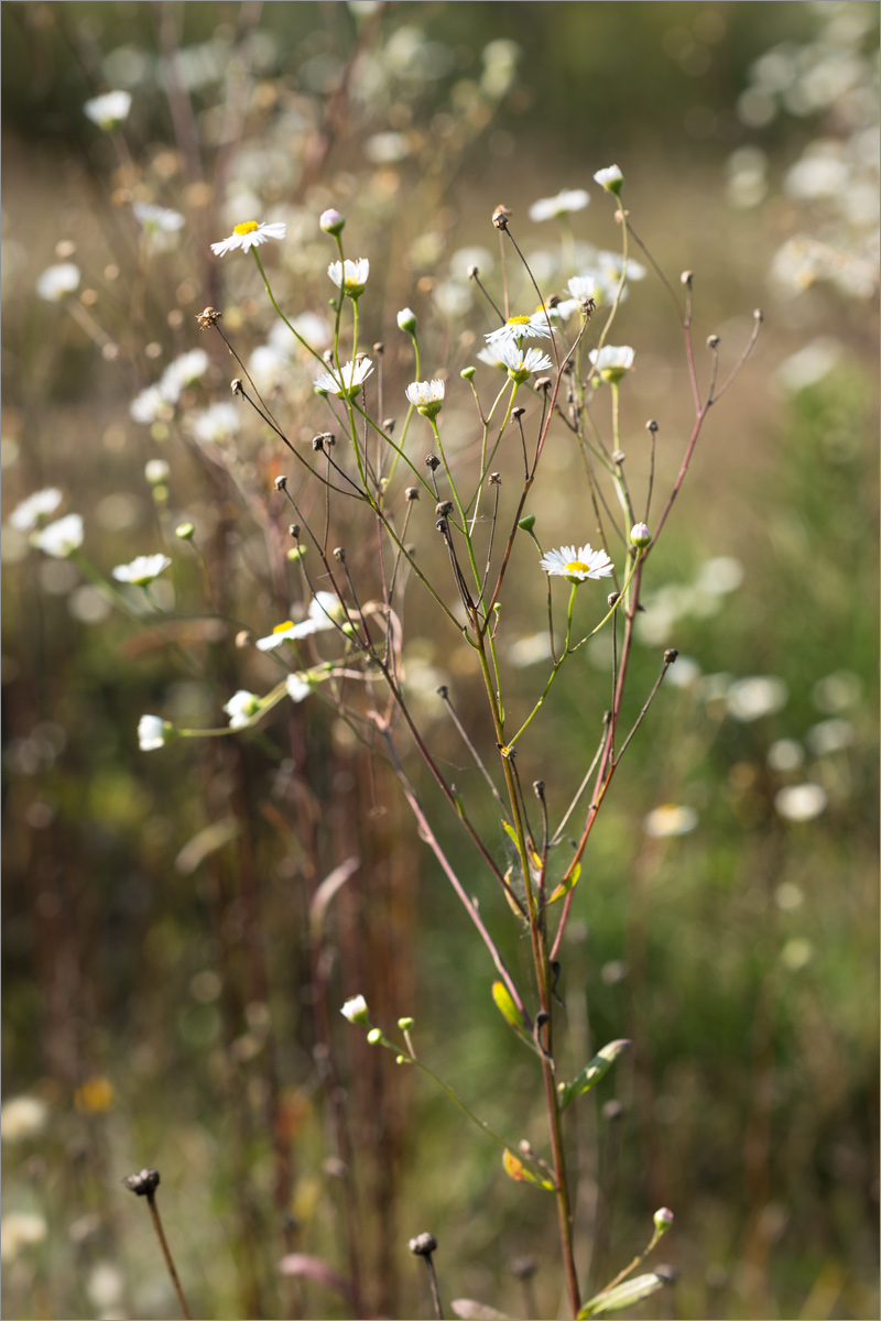 Image of genus Erigeron specimen.