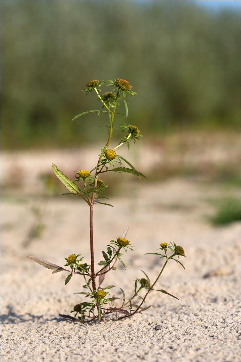 Image of Bidens radiata specimen.