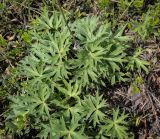 Pulsatilla patens. Прикорневые листья отплодоносившего(?) растения. Пермский край, г. Пермь, Ленинский р-н, станция Блочная, берма насыпи. 18.06.2023.