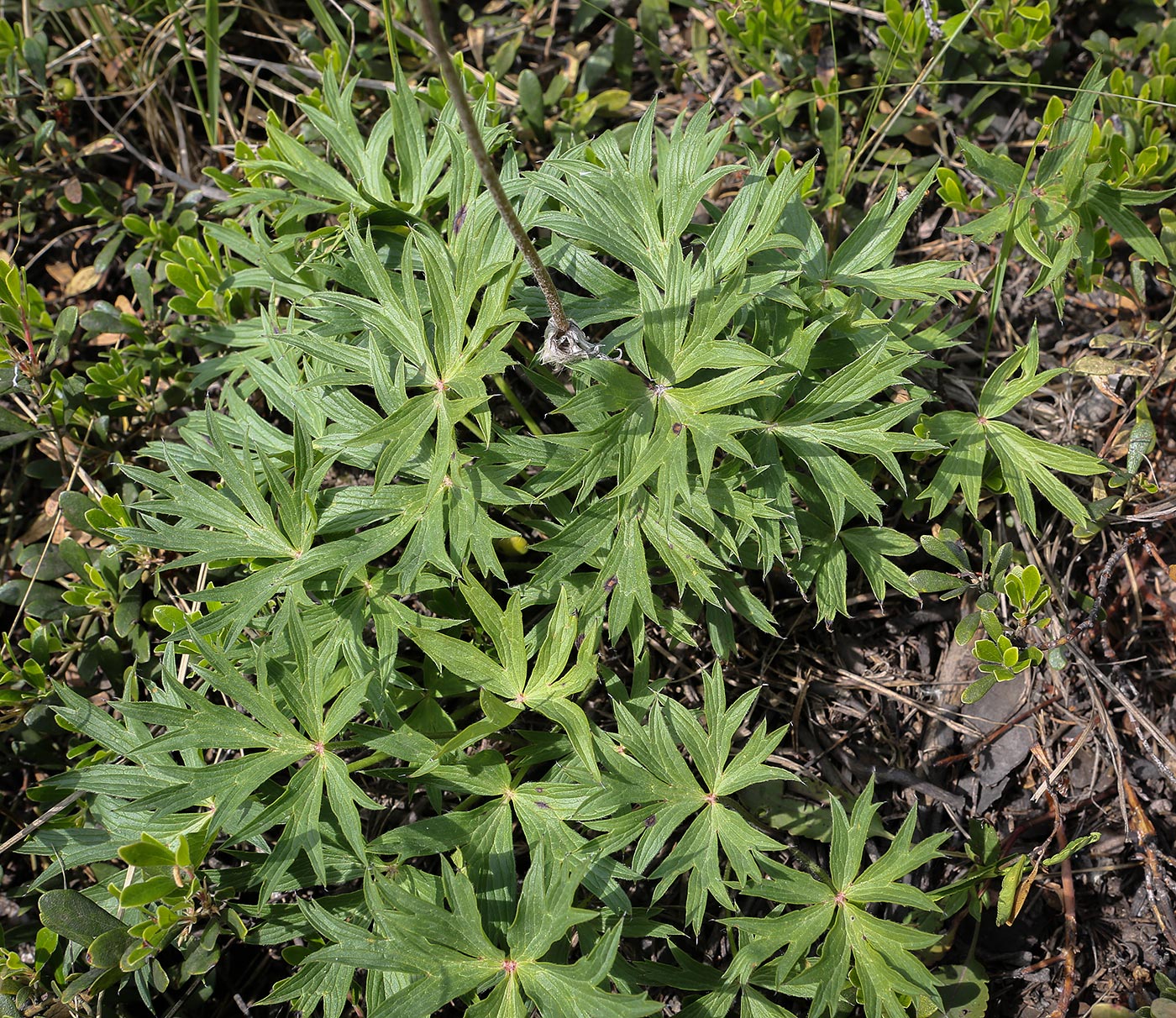 Изображение особи Pulsatilla patens.