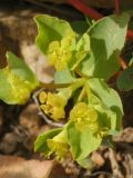 Euphorbia pachyrrhiza