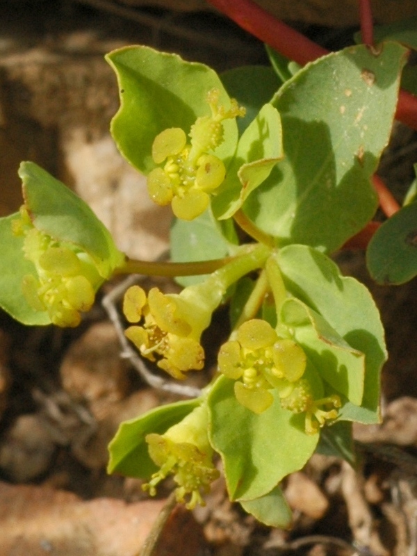 Изображение особи Euphorbia pachyrrhiza.