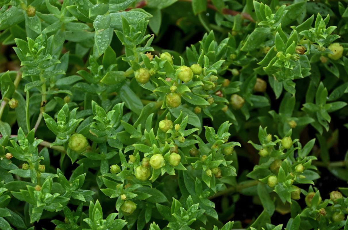 Image of Honckenya peploides ssp. major specimen.