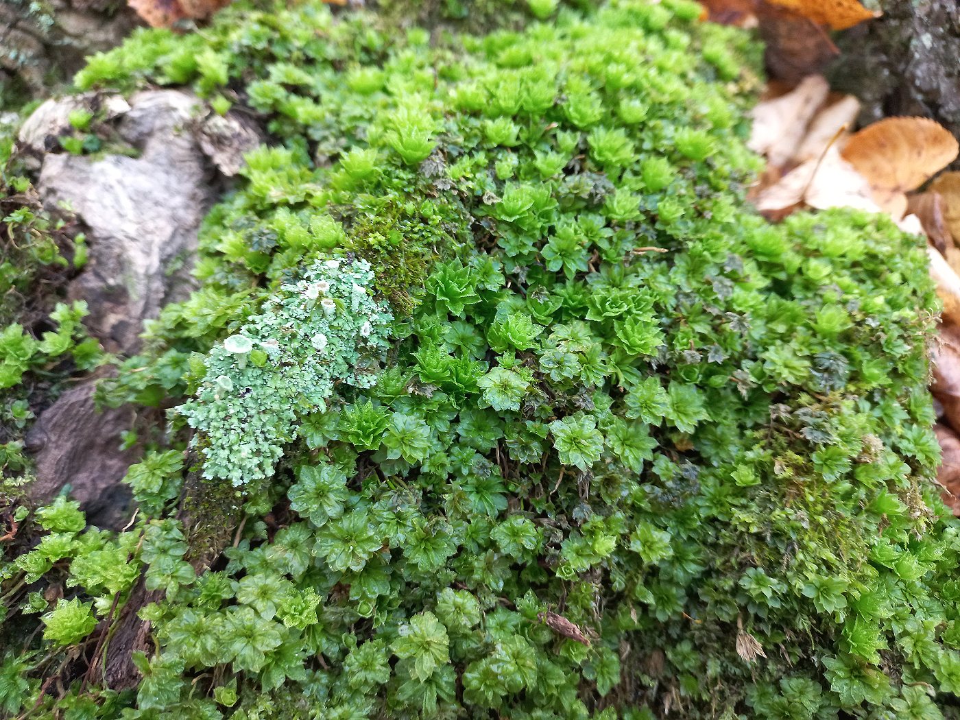 Image of Rhodobryum ontariense specimen.