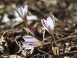 Crocus reticulatus