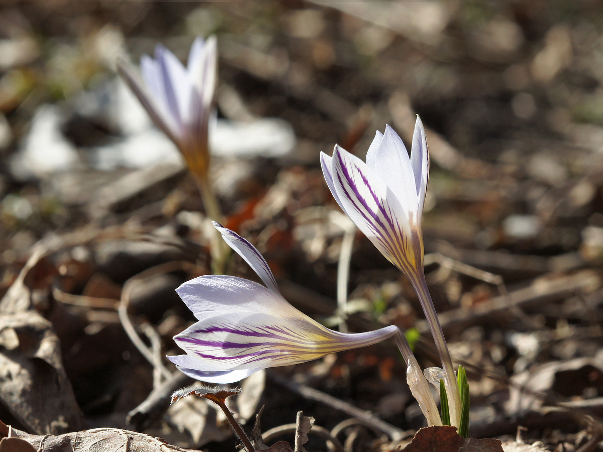 Изображение особи Crocus reticulatus.