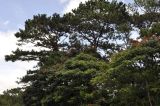 Spathodea campanulata. Цветущие деревья. Вьетнам, провинция Ламдонг, окр. г. Далат, парк \"Datanla waterfall\". 06.09.2023.