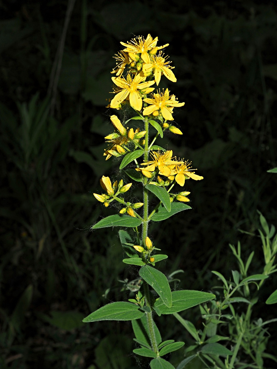 Изображение особи Hypericum hirsutum.