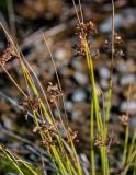 Juncus decipiens. Верхушки побегов с соплодиями. Курильские о-ва, о-в Итуруп, вулкан Баранского, поросший мхами берег ручья. 24.08.2023.