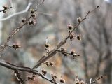 Ulmus macrocarpa