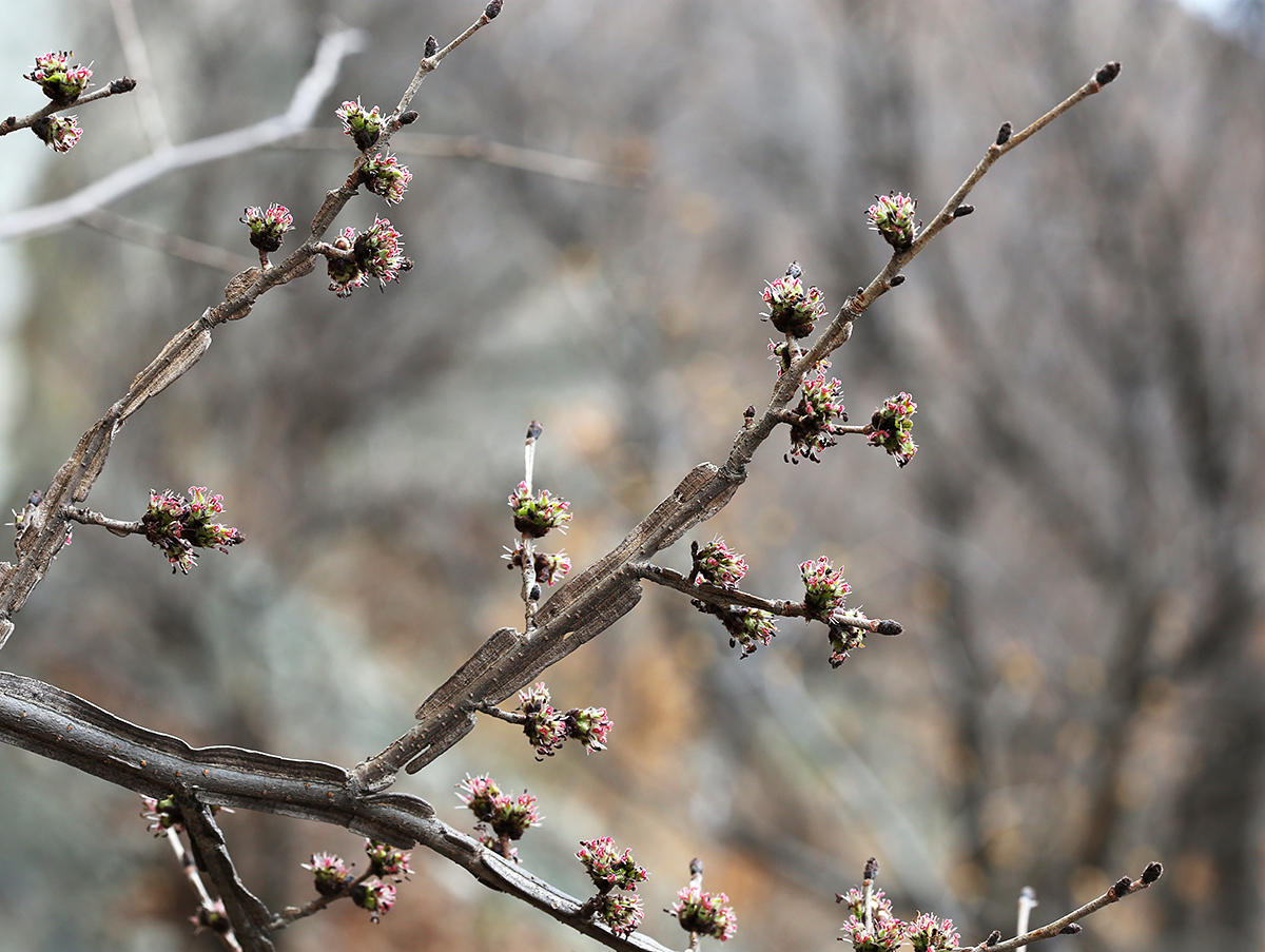 Image of Ulmus macrocarpa specimen.