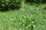 Eremurus aitchisonii. Зацветающие растения. Узбекистан, г. Ташкент, Ботанический сад им. Ф.Н. Русанова, разнотравный луг. 21.04.2024.