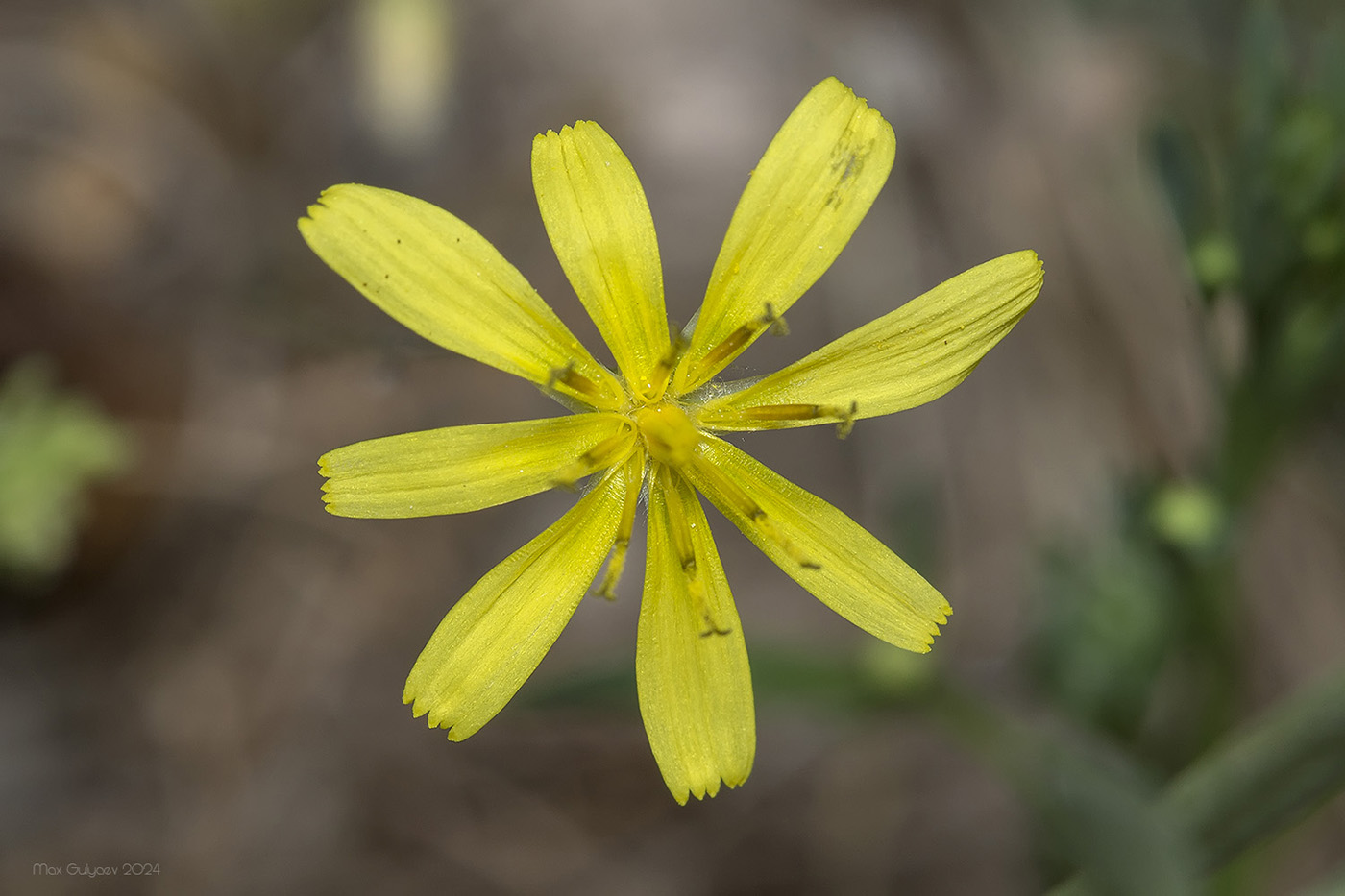 Image of Lagoseris sancta specimen.