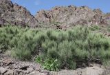 Ephedra equisetina