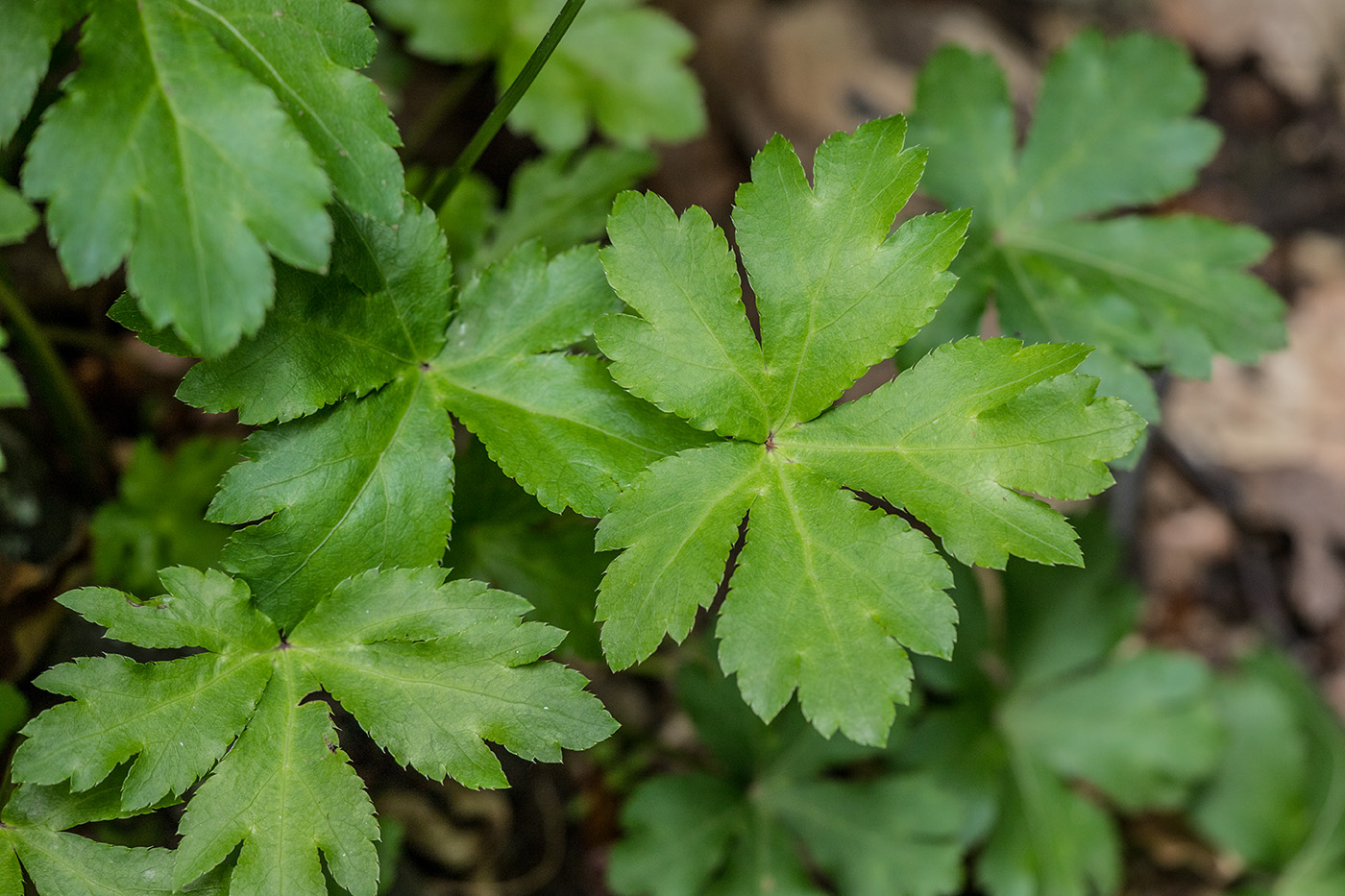 Изображение особи Sanicula europaea.