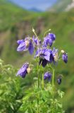 Aquilegia olympica. Верхушки побегов с цветами. Краснодарский край, м/о город-курорт Сочи, окр. с. Эстосадок, окр. Бзерпинского карниза, субальпийский пояс, выс. ≈ 2000 м н.у.м. 17 июня 2019 г.