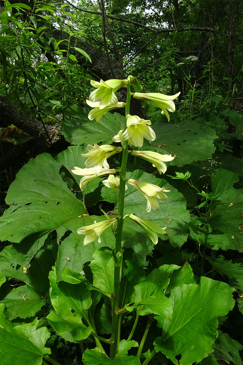 Image of Cardiocrinum cordatum specimen.
