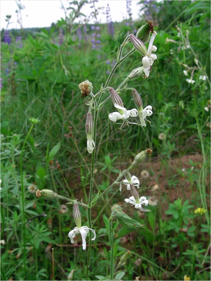 Image of Silene nutans specimen.