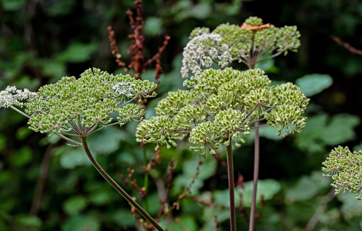 Image of Angelica sylvestris specimen.
