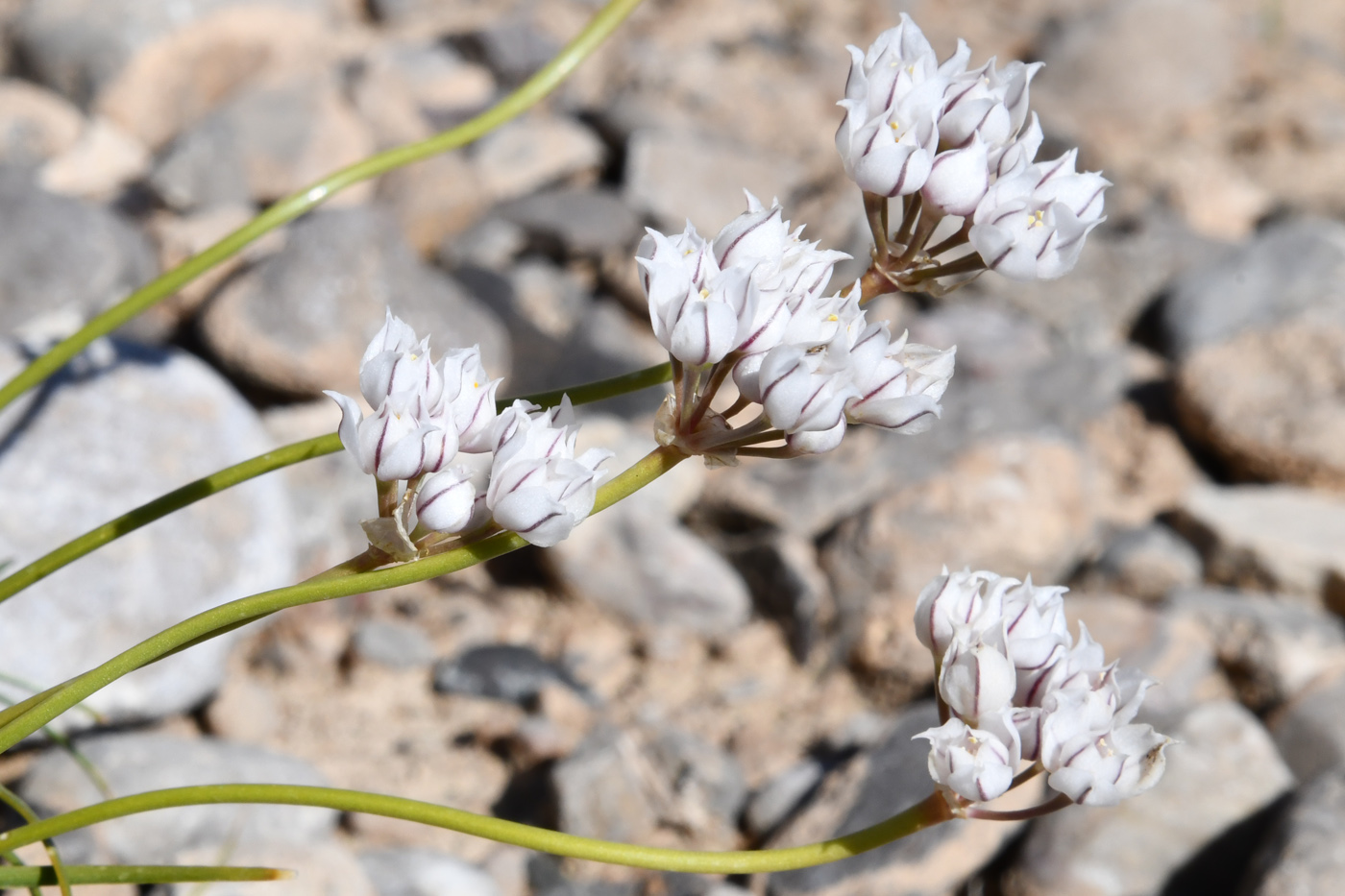 Image of Allium oreoprasum specimen.