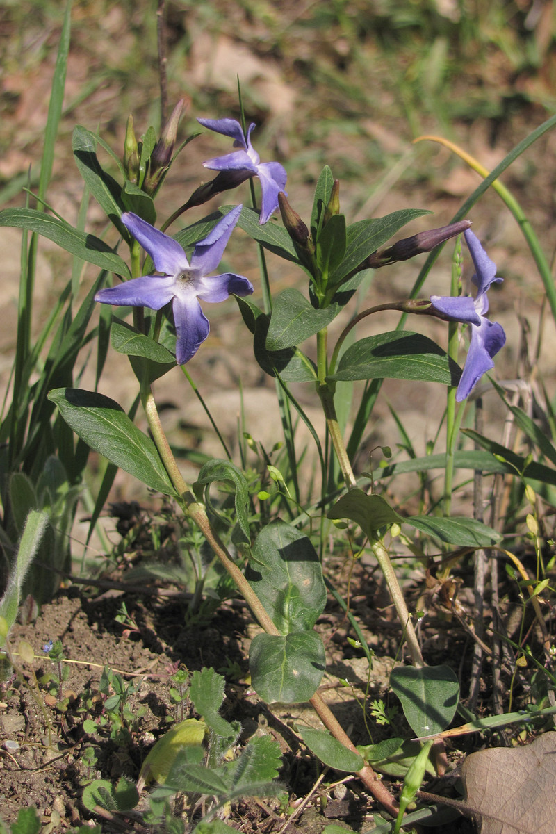 Image of Vinca herbacea specimen.