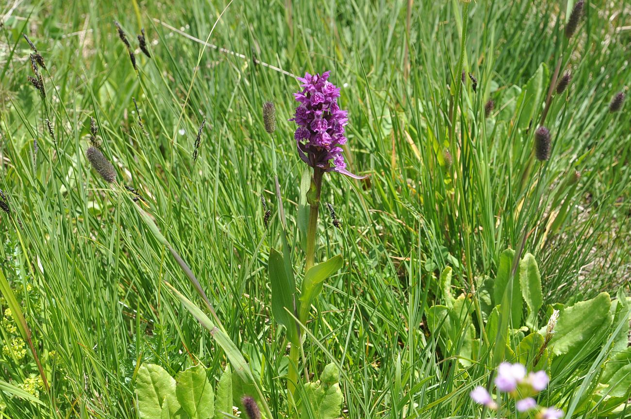 Изображение особи Dactylorhiza euxina.