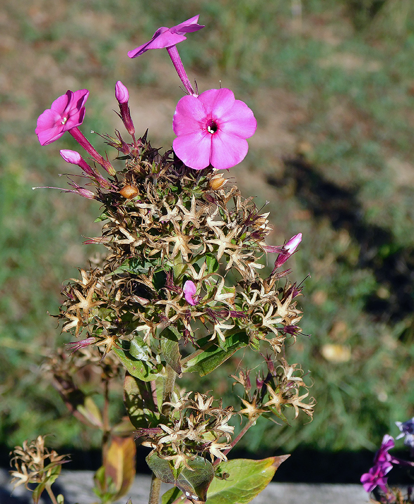 Изображение особи Phlox paniculata.