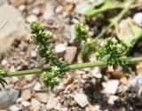 Galium humifusum