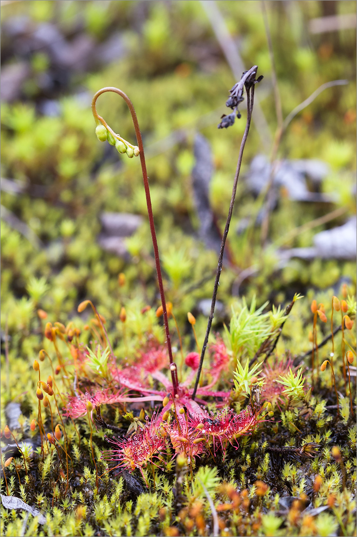 Изображение особи Drosera anglica.