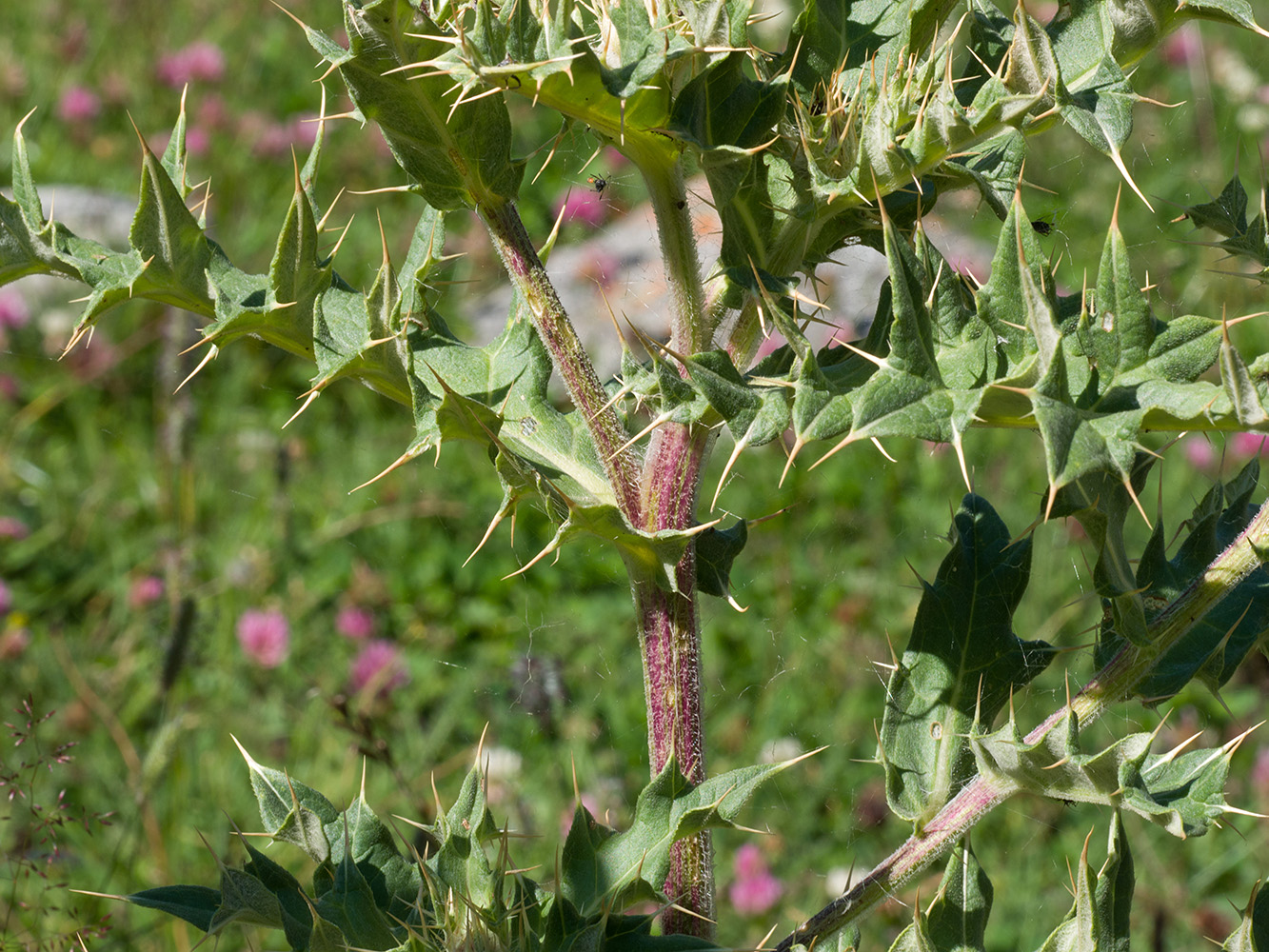 Image of Cirsium balkharicum specimen.
