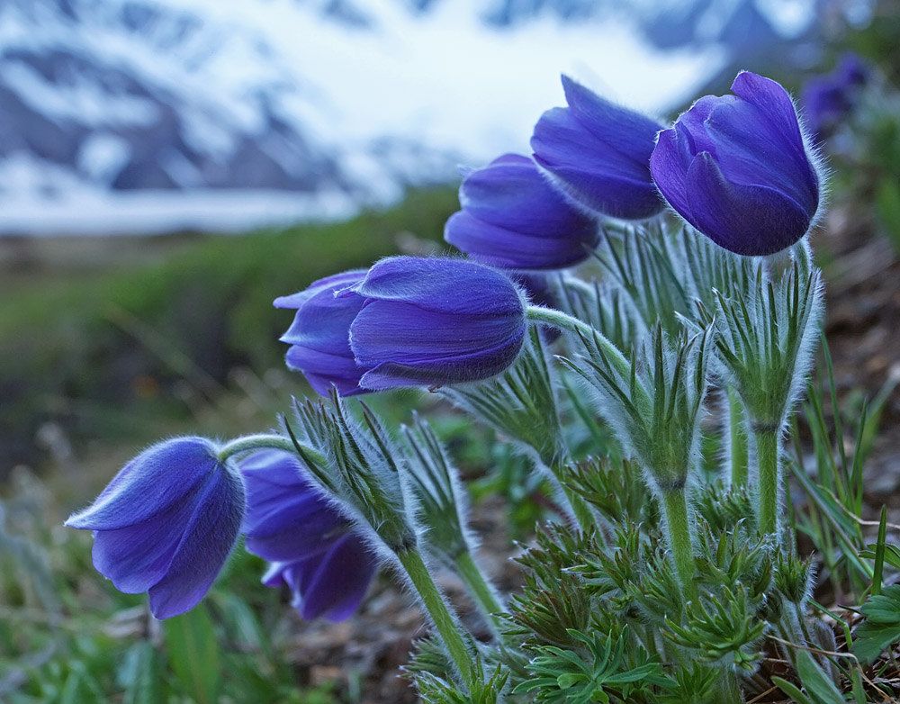 Image of Pulsatilla patens specimen.