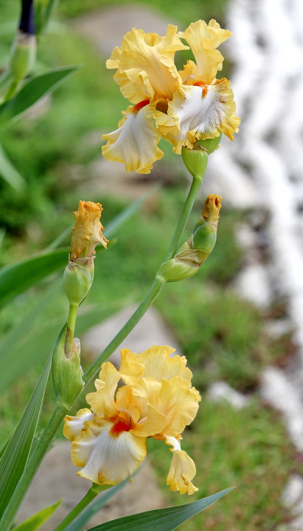 Image of genus Iris specimen.