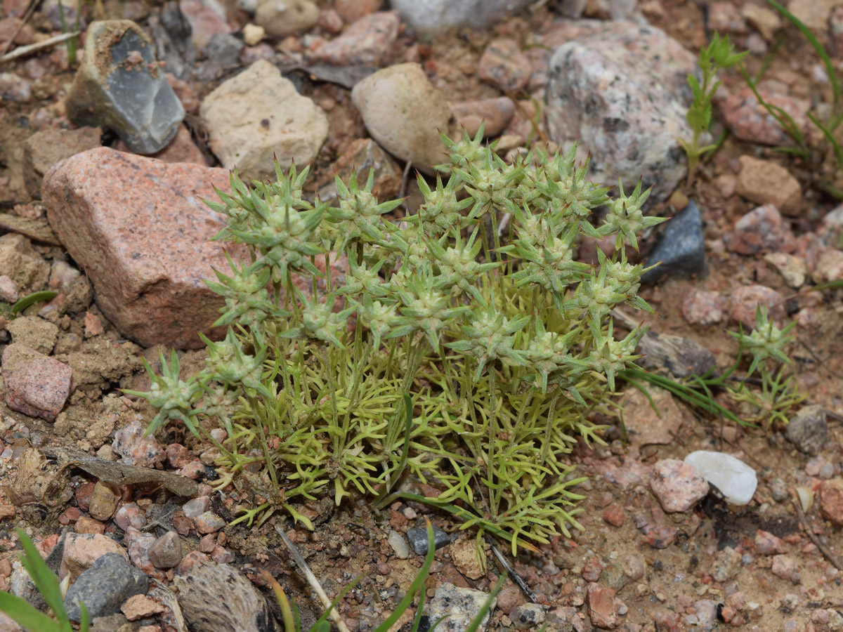 Image of Ceratocephala orthoceras specimen.