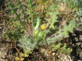 Centaurea benedicta