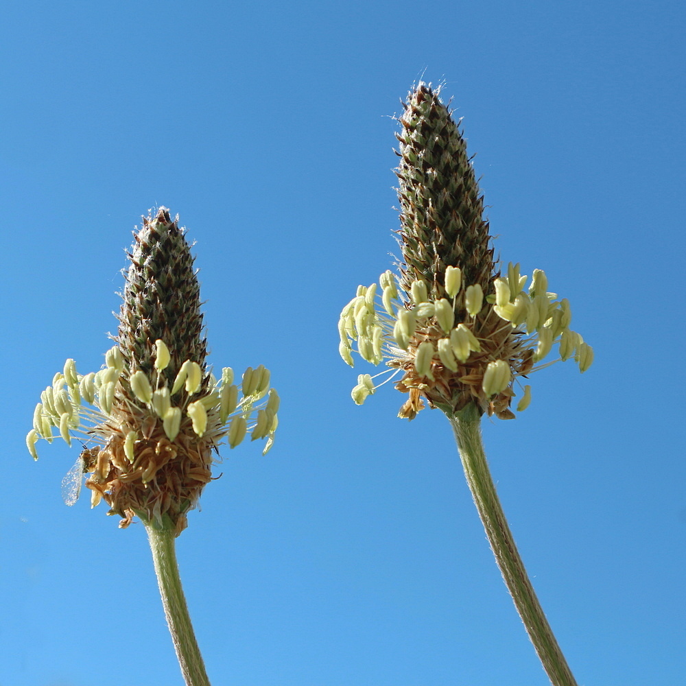 Image of Plantago lanceolata specimen.