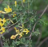 Chamaecytisus ruthenicus. Листья. Грузия, край Самцхе-Джавахети, Боржомский муниципалитет, окр. крепости Мокцевис-Цихе, обочина дороги. 17 мая 2025 г.