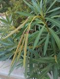 Nerium oleander