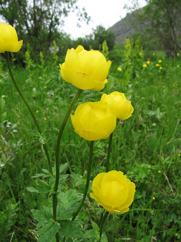 Изображение особи Trollius europaeus.