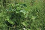Caltha palustris