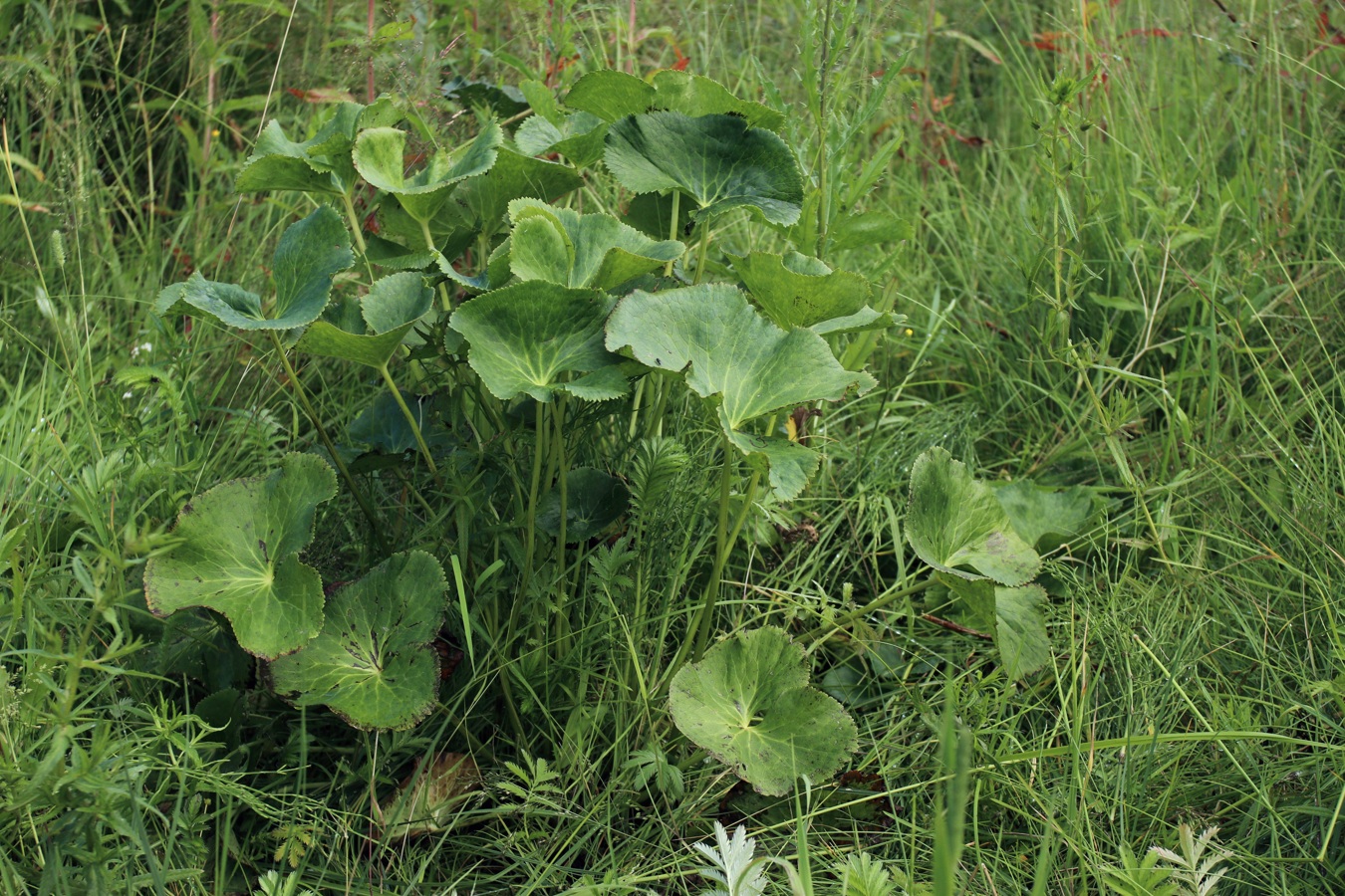 Image of Caltha palustris specimen.