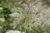 Daucus carota