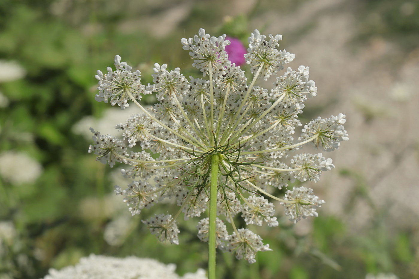 Изображение особи Daucus carota.