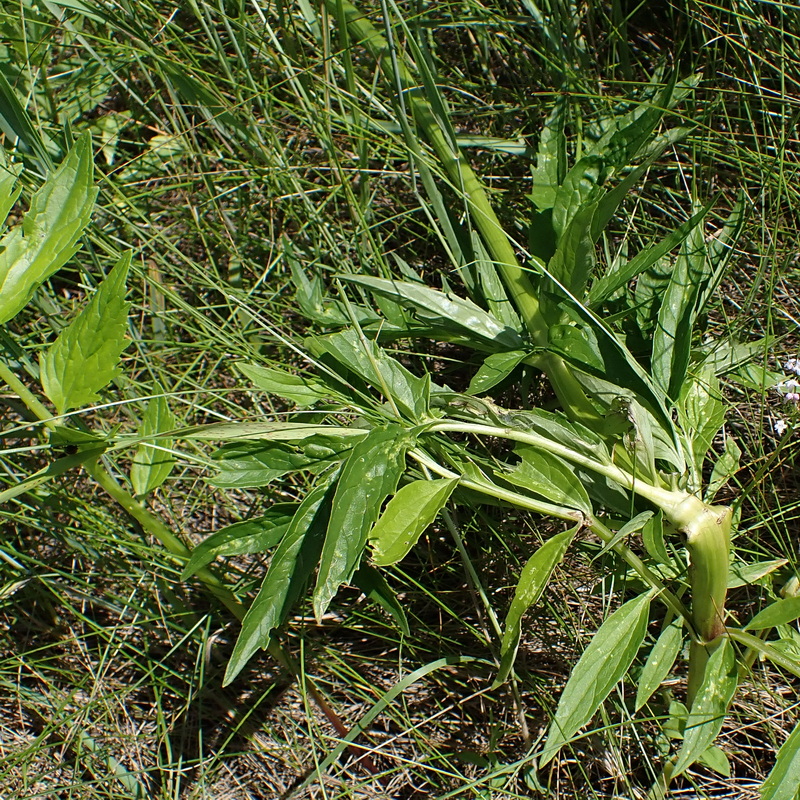 Image of Valeriana coreana specimen.