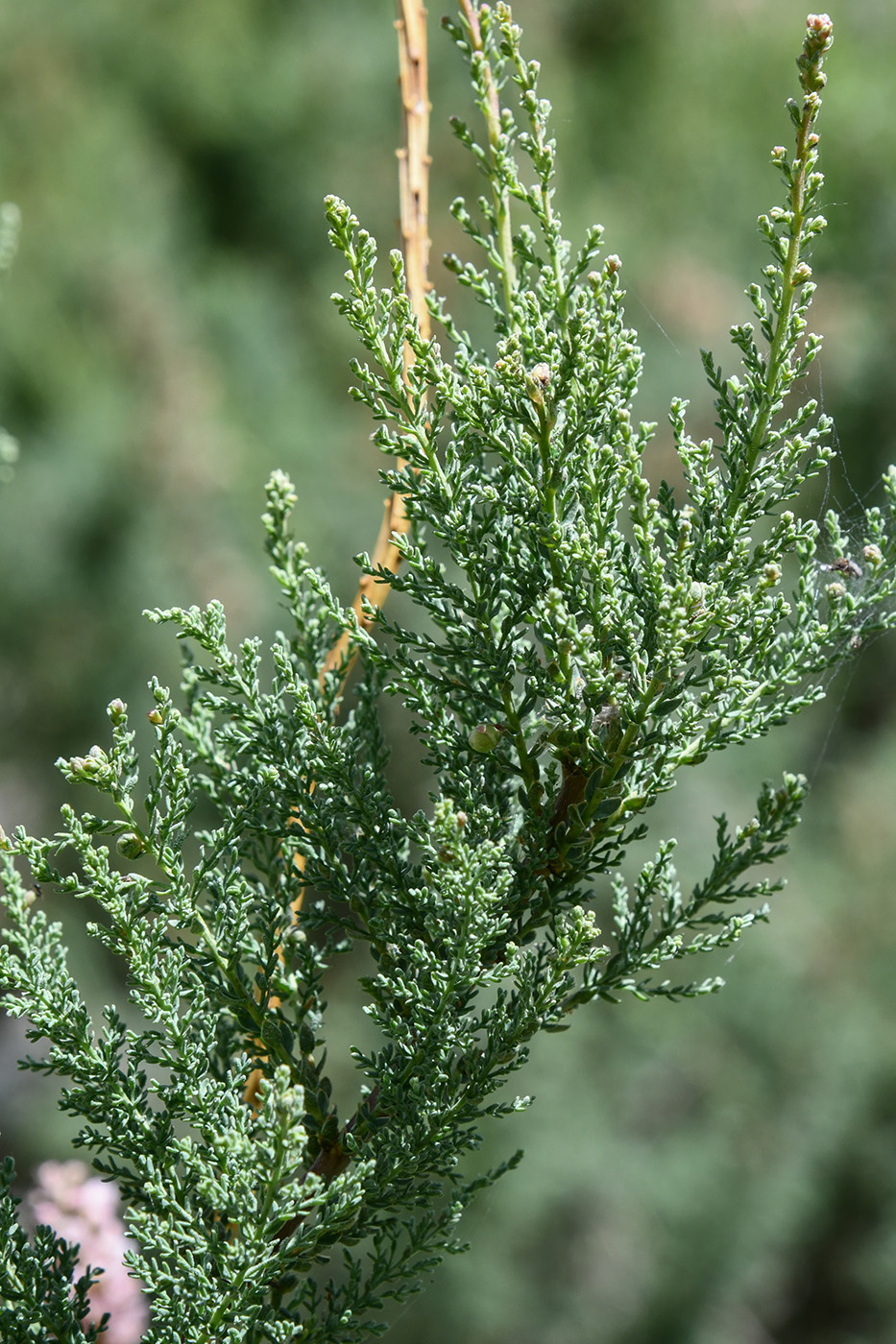 Image of Myricaria squamosa specimen.