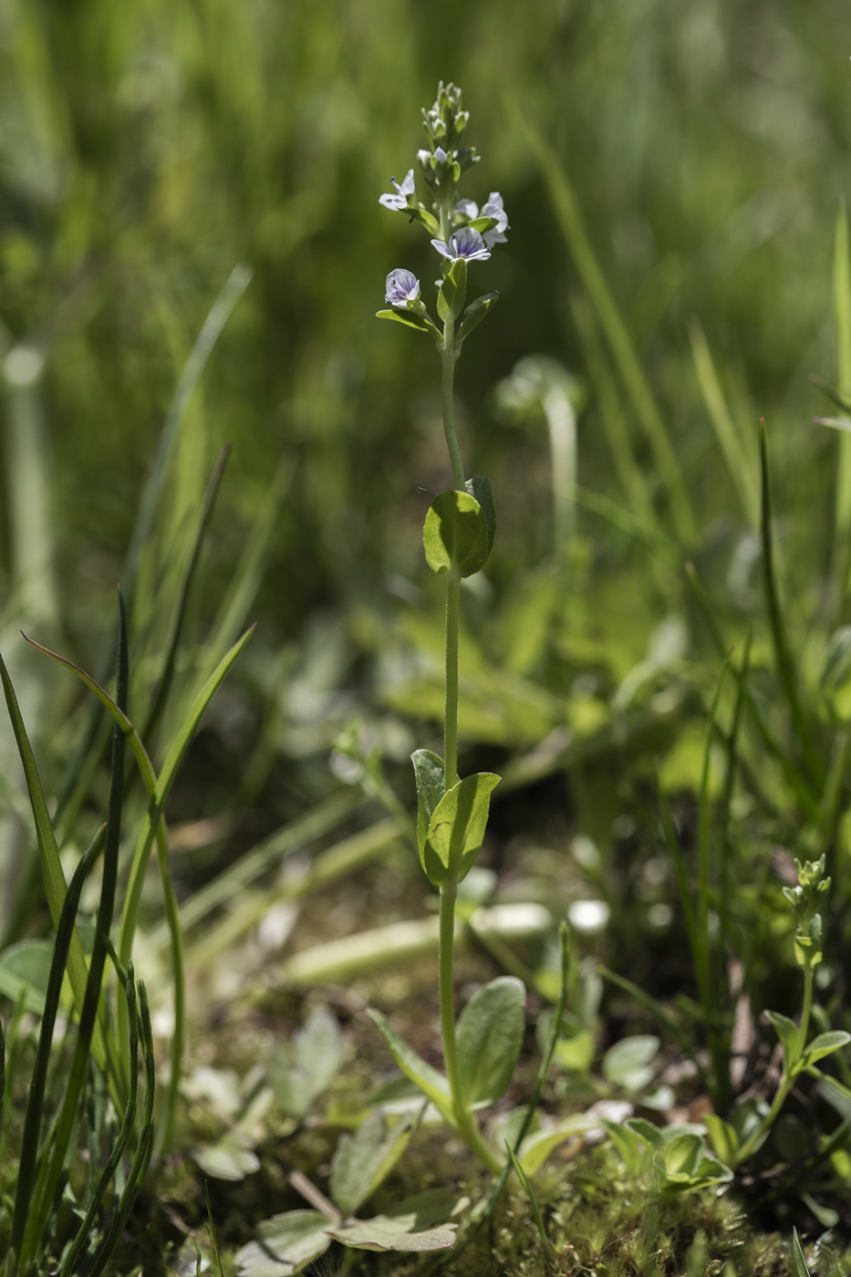 Изображение особи Veronica serpyllifolia.